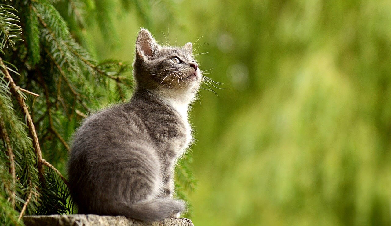 ローアングルから撮影した猫