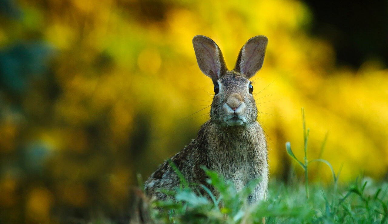 水平アングルで撮影したウサギ